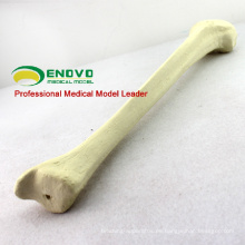 SONDAS DE SIMULACIÓN AL POR MAYOR 12319 Modelo de Tibia Médica Sintética, Ortopedia Practica Simulación ósea